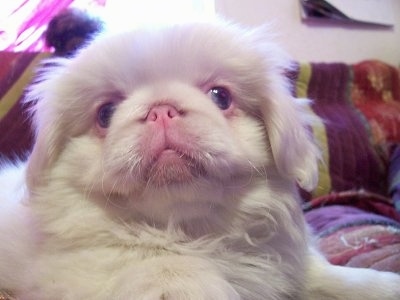 Close up head and upper body shot - An albino Pekingese puppy is laying on a bed and it is looking forward. Its pink nose is pushed back far into its face.