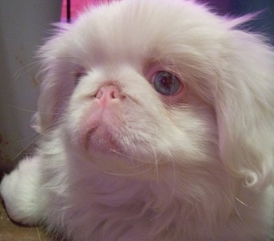 Close up head shot - An albino Pekingese puppy is laying on a carpet and it is looking to the left.