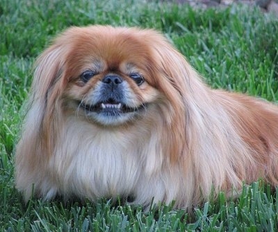 Close up front side view - A longhaired tan with white Pekingese dog is laying in grass and it is looking forward.