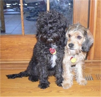 Two medium-sized dogs sitting side by side on a hardwood floor in front of a glass door looking to the left - A wavy-coated, black with white Petite Labradoodle dog is sitting next to a wiry-looking, drop-eared, tan with black and white Petite Labradoodle.