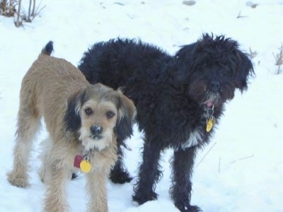 Front side view of two dogs standing in snow looking up at the camera with snow on their faces - A wavy-coated, black with white Petite Labradoodle dog is standing next to a tan with black and white Petite Labradoodle.