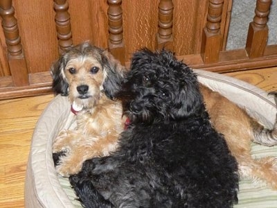 A black with white Petite Labradoodle dog is laying next to a tan with black and white Petite Labradoodle in a dog bed. They both are looking up.