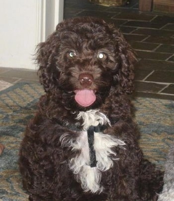 View from the front - A curly-coated, dark brown with white Petite Labradoodle puppy is sitting on a rug and its mouth is open and tongue is out. It is looking forward.