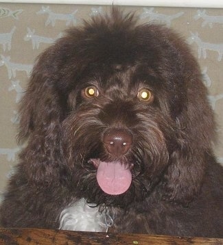 Close up head shot - A dark brown with white Petite Labradoodle dog is laying on a wooden surface and it is looking over the edge. Its mouth is open and tongue is out.