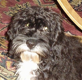 Head and upper body shot - A shaggy, dark brown with white Petite Labradoodle dog is sitting on a red oriental rug in front of a coffee table and looking forward.