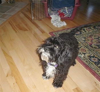 Front side view - A wavy coated, dark brown with white Petite Labradoodle puppy is standing on a hardwood floor looking up to the left. There is a dog crate behind it. The dog has a beard.