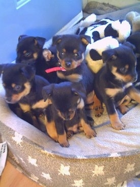 A litter of small Pineranian puppies are sitting in a dog bed and they are looking over the edge.
