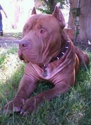 The front left side of a brown American Pit Bull Terrier that is laying outside in grass, behind it is a tree and it is looking to the left.