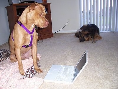 The front right side of a red American Pit Bull Terrier that is sitting in front of and looking down at a laptop. Behind it is a German Shepherd that is laying down on a carpet.
