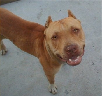 Head and upper body shot from above looking down at the dog - A large headed compared to its skinny body, light brown eyed, red with white American Pit Bull Terrier is standing on a concrete surface and it is looking up. Its nose is brown and its forehead is wide and its ears are cropped short to a point.