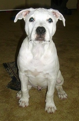 A white Pit Bull Puppy is sitting on carpet and it is looking forward.