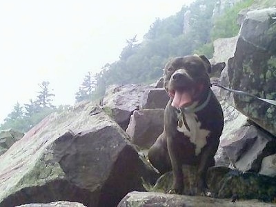 A black with white American Pit Bull Terrier is sitting on a rock trail, its mouth is open, its tongue is out and it is looking forward.