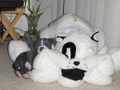 The right side of a gray with white American Pitbull Terrier Puppy that is laying on a big stuffed dog.