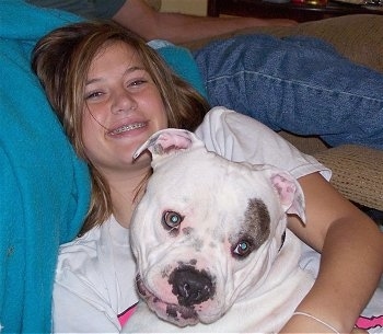 The left side of a white with brown American Pit Bull Terrier that is being held by a lady on a couch.