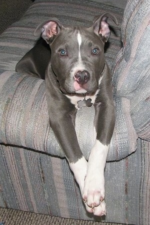 A gray with white American Pitbull Terrier puppy is laying on that arm of a couch and it is looking forward.