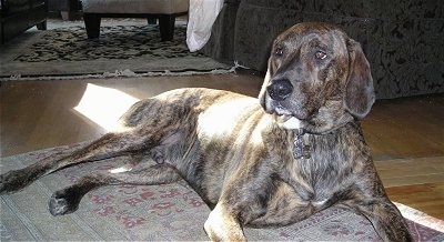 Front side view - A brown brindle Plott Hound is laying on a rug and it is looking to the left.