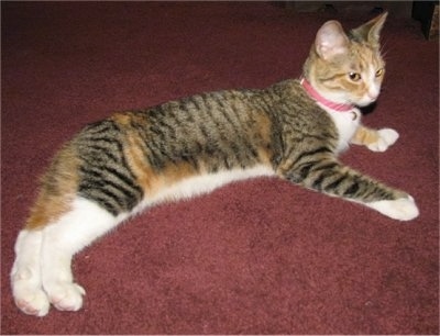 Fingers the Poly Bob cat is wearing a pink collar laying on a burgundy carpet and looking to the right