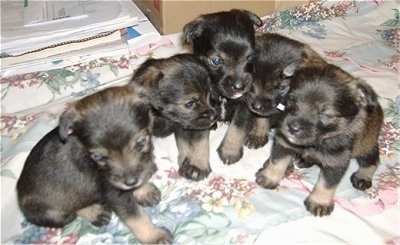 A litter of 5 black and brown Pom-A-Nauze puppies are sitting on a white flowered sheet