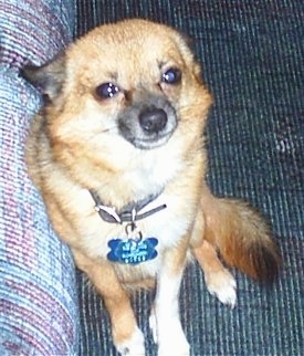 Topdown view of a shorthaired Pomchi sitting on a couch looking up.
