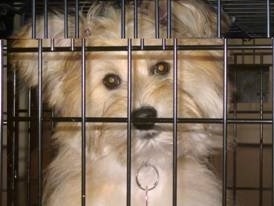 Close up head shot - A longhaired, tan with white Pom-Coton dog is sitting in a dog crate looking forward. Its head is slightly tilted to the left.