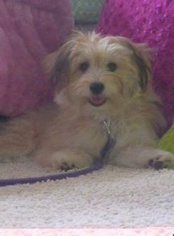 Front view - A longhaired, happy-looking tan with black and white Pom-Coton is laying in between two pink fuzzy couches looking forward. Its mouth is open and tongue is out.