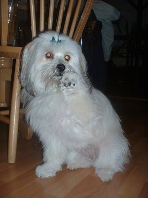 A longhaired, white with black Pomapoo is sitting on a hardwood floor and looking forward. It has its right paw in the air.