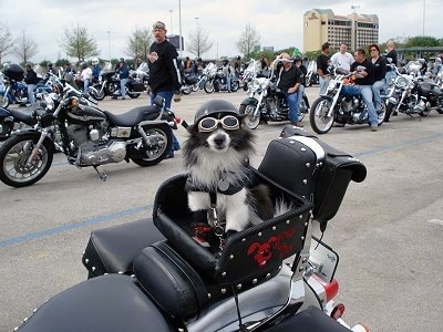 A black and white Pomeranian is sitting in the basket of a motorcycle. It is wearing motorcycle goggles and a helmet. There are lots of people with Harley Davidson motorcycles behind it.