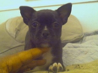 Close up front view - A black with white Pomston puppy is laying out on a bed. There is a persons hand touching it under its chin.