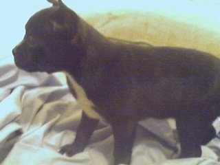 Side view - A black with white Pomston puppy is standing on a bed looking to the left.