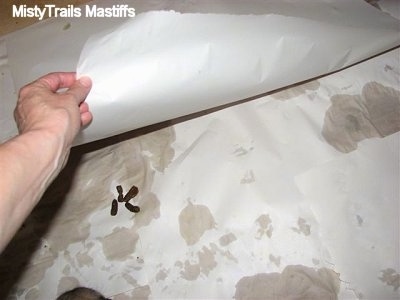 Poop being covered with Paper