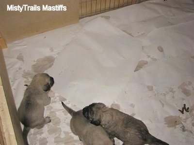 Puppies moving around the Potty Area