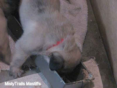 Close Up - Puppy eating out of a trough alone