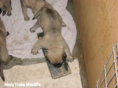 Close Up - One Puppy eating out of a food bowl
