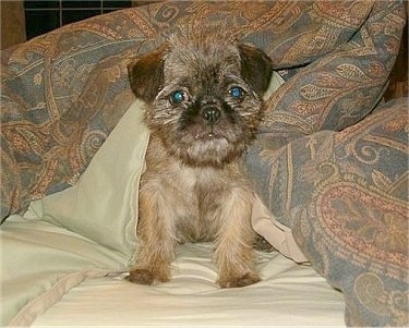Front view - A brindle Pug-Zu puppy is sitting on a bed and a blanket is over its back and it is looking forward. Its face looks like an Ewok.