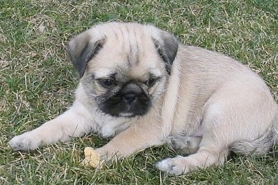 The left side of a tan with black and white Pug-Zu puppy is laying in grass looking forward. The pup has wrinkles on its head and a lot of extra skin.
