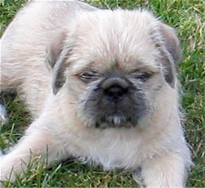Close up front view - A fuzzy looking tan with black and white Pug-Zu puppy is laying in grass looking up.
