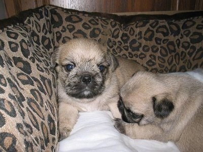 Two tan with black Pug-Zu puppies are laying in a leopard print dog bed.