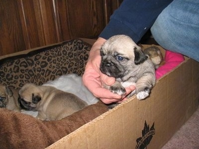 A person is picking up a tan with black and white Pug-Zu puppy that is in a whelping box. Behind it there are two tan with black and white Pug-Zu puppies laying in a leopard print dog bed that is inside the box.