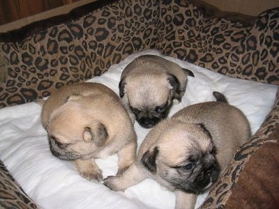 Three tan with black and white Pug-Zu puppies are laying on a white pillow in a brown leopard print dog bed. They are looking to the left, the right and down.