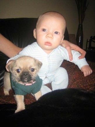 A tan with black Pug-zu puppy is wearing a green sweater. There is a baby sitting next to it with its arm over the puppy. The infant is being held up by a person's hands.