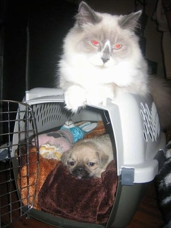 A tan with black Pug-zu is laying in a carrying crate and there is a cat laying on top of the pen The cat is about three times larger than the dog.