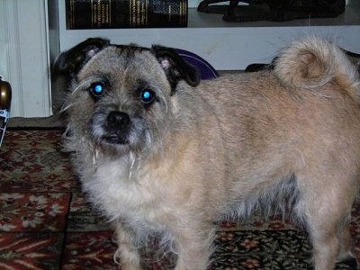 Side view - A wiry-looking tan with white and black Pugairn dog is standing on a red oriental rug looking forward.