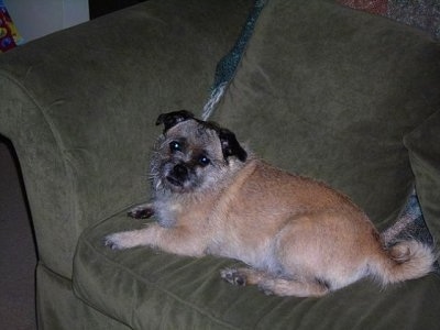 The left side of a tan with white and black Pugairn dog is laying on a couch looking towards the camera with its head slightly tilted to the right.