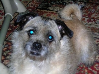 Close up front view - A wiry-looking tan with white and black Pugairn dog is laying on a red oriental rug looking up.