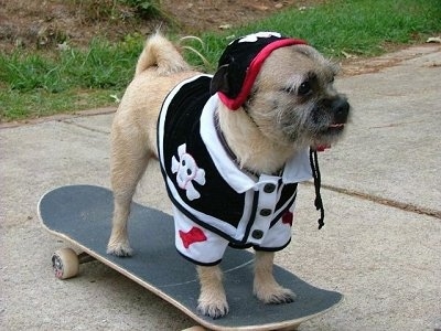 Front side view - A tan with white and black Pugairn dog is dressed as a skateboarding land pirate standing on top of a skateboard on a sidewalk. Its tail is curled up over its back.