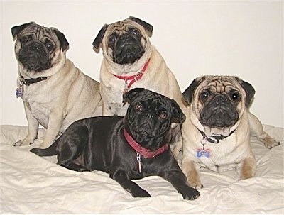 A pack of 4 Pugs are laying and sitting together. They are on top of a bed. Three dogs are tan and black and one is all black.
