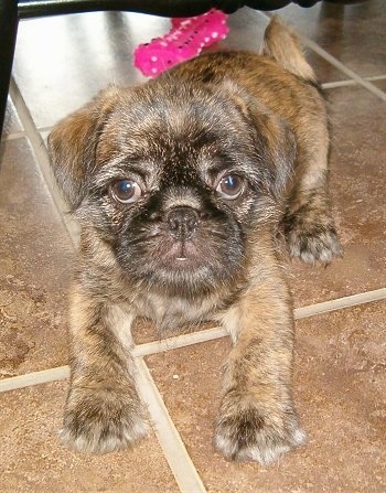 A brown brindle Pug-Zu puppy is laying across a tiled floor and it is looking forward. There is a hot pink with white rubber toy behind it. The pup has long hair on its face and it looks like a monkey with large round eyes.