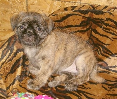 The left side of a brown brindle Pug-Zu puppy that is laying across a tiger print dog bed.