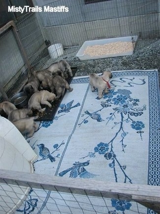 Most of the Puppies are near the feeding bowl. One Puppy looking around on the rug
