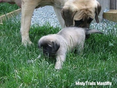 Sassy The English Mastiff smelling a puppy's back end